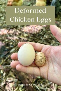 15 Chicken Egg Deformities (And What Causes Them) .